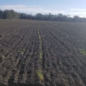 Meet your Posher, Oribel